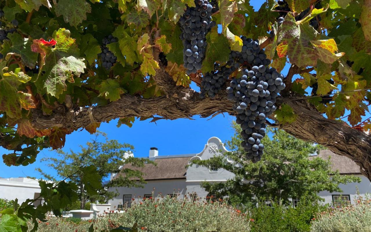 The Vineyard Cottage By L' Amitie Estate Franschhoek Eksteriør bilde